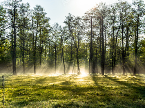 Bright morning in the forest with mist