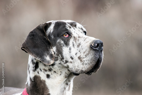 Photos Female Harlequin Great Dane (also called german mastiff).