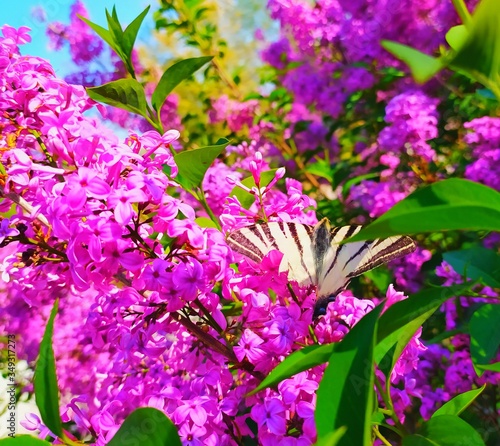 Butterfly on a blooming lilac