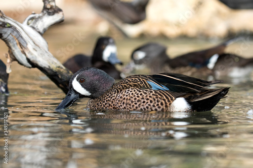 Blue-winged Teal (Anas discors). photo