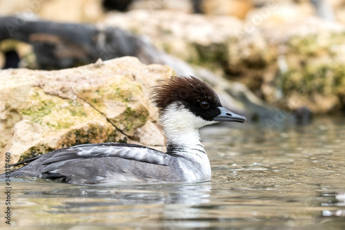 Smew (Mergellus albellus). photo