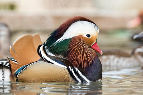 Foto Male mandarin duck (Aix galericulata).