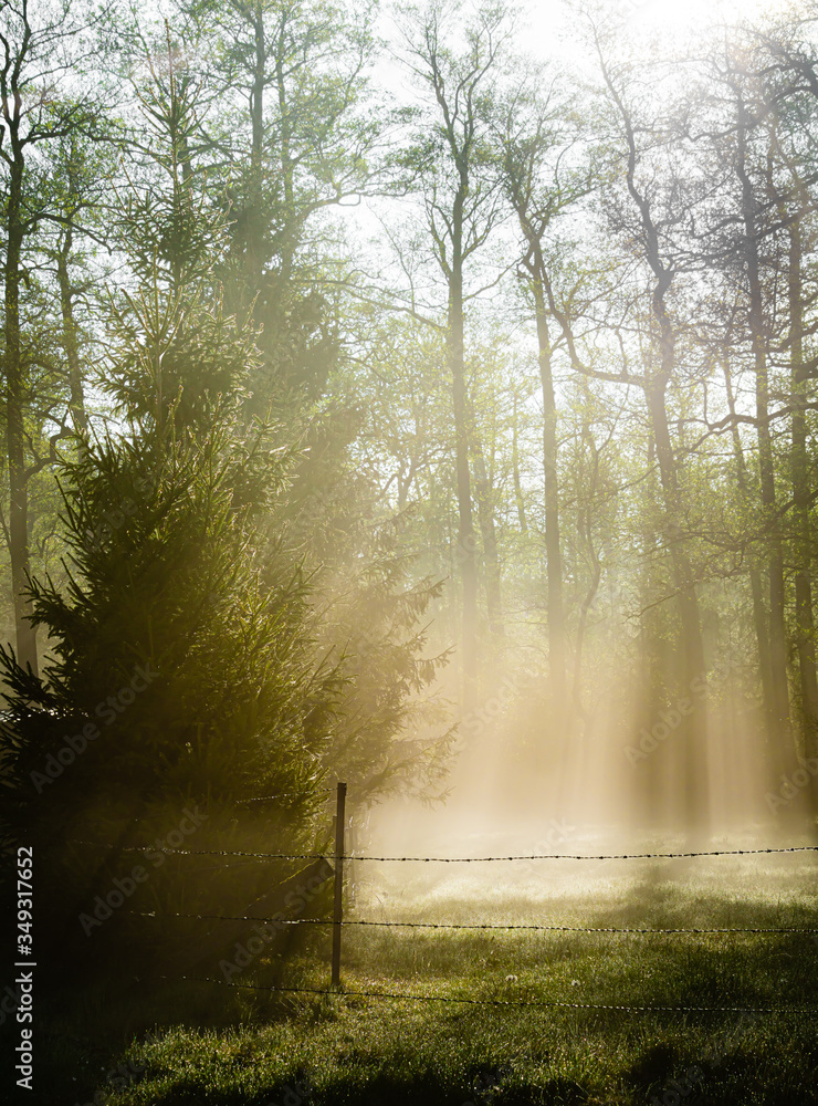 Bright morning in the forest with mist Bright morning in the forest with mist