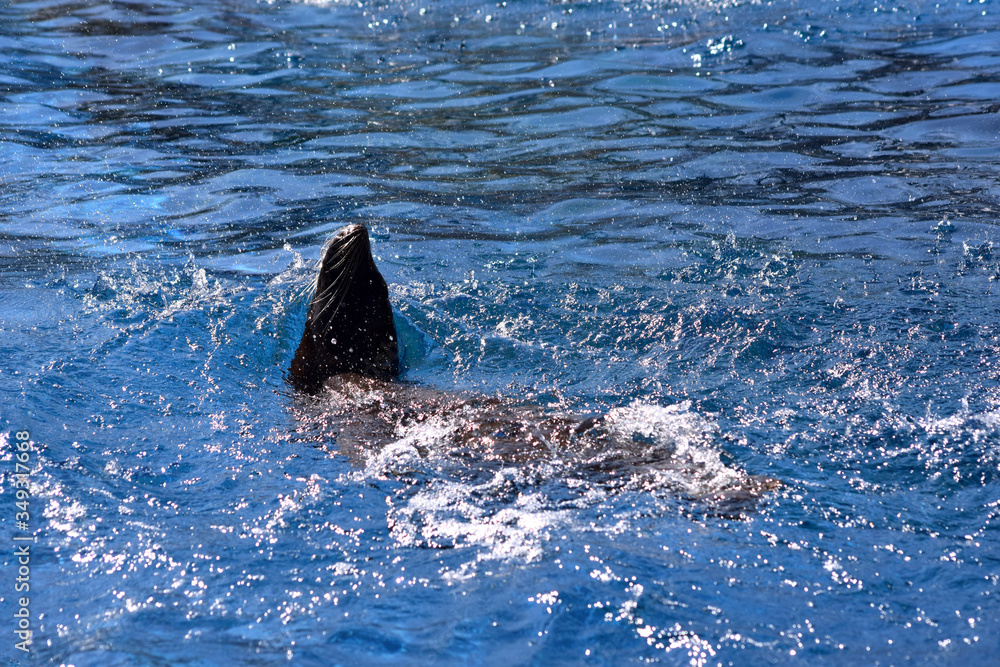Fototapeta premium Kalifornischer Seelöwe