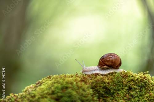 Snail on the moss vintage lens rendering