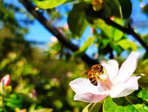Bee on a quince tree flower, pollination by a quince of blooming quince in spring