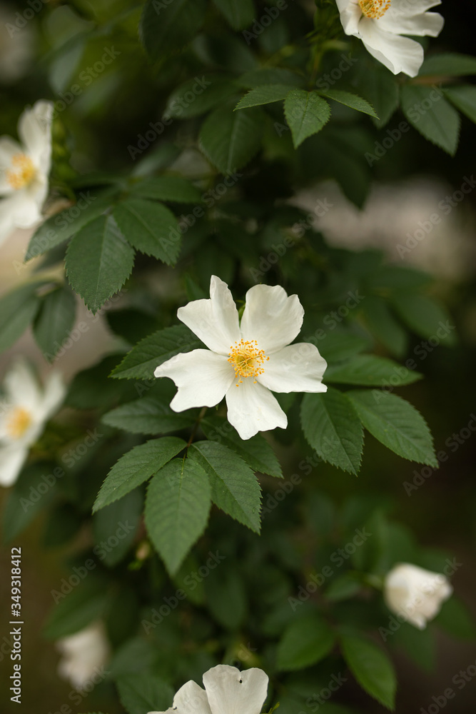 A flowering Bush of decorative rosehip. the concept of spring rebirth of nature. selective focus. A flowering Bush of decorative rosehip. the concept of spring rebirth of nature. selective focus.