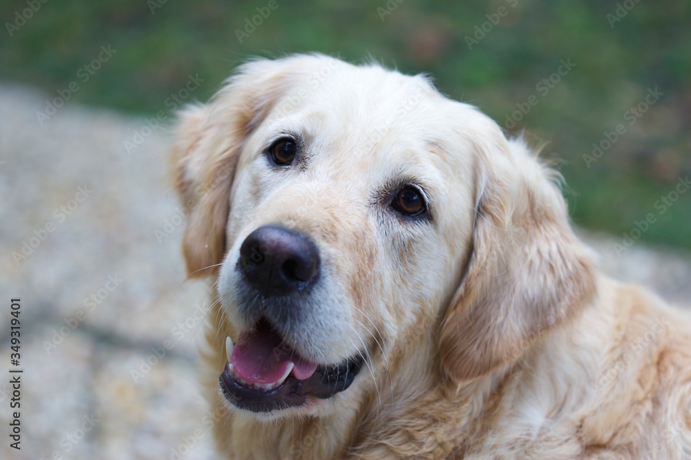 Beautiful Golden Retriever