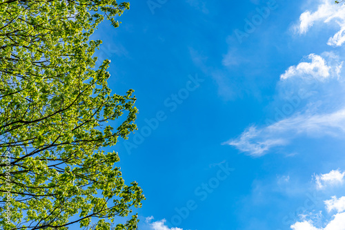 Green leaves against blue sky