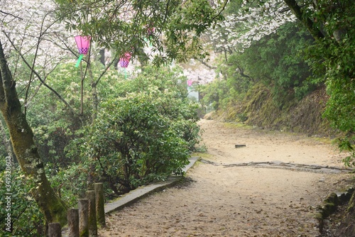 Forrest walking path at Miyajima, Kurashiki.