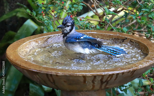 Obraz na płótnie Looking down at a blue jay bird enjoying bathing and shaking the water off in a garden bird bath