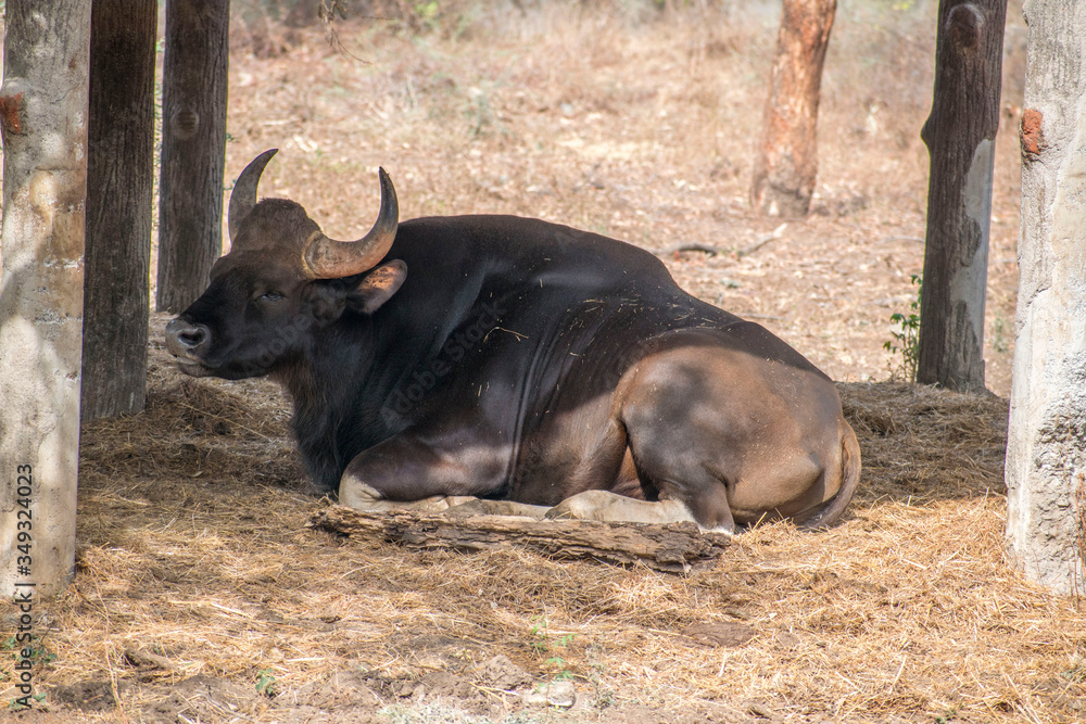 Indian Gaur resting/ sitting in the shadow at Rajiv gandhi national park (Katraj Zoo), Pune,Maharashtra,India Indian Gaur resting/ sitting in the shadow at Rajiv gandhi national park (Katraj Zoo), Pune,Maharashtra,India