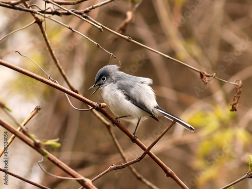 Blue-gray Gnatcatcher