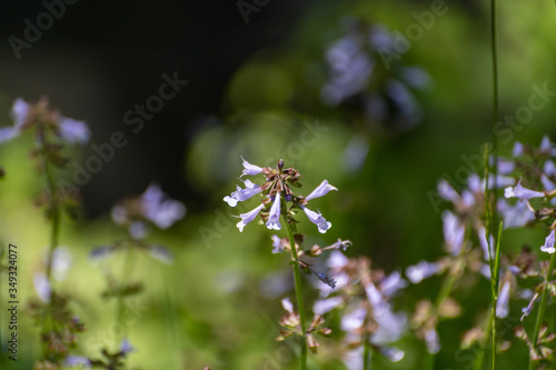 cluster of lavender wildflowers flowers © Michael