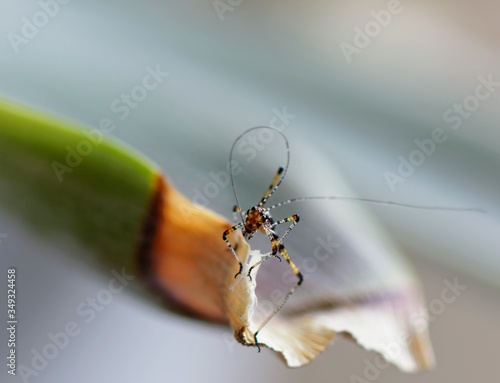 Little baby Phaneroptera on a plant photo