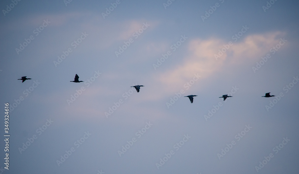 6 birds migrating