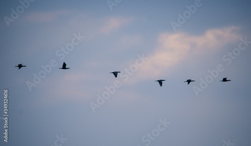 6 birds migrating