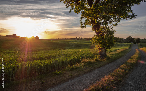 Принти на полотні Landscape in Denmark with immature grain, path, sunset and homestead