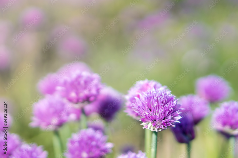 Fresh chive flowers in agriculture with space for text or logos Fresh chive flowers in agriculture with space for text or logos