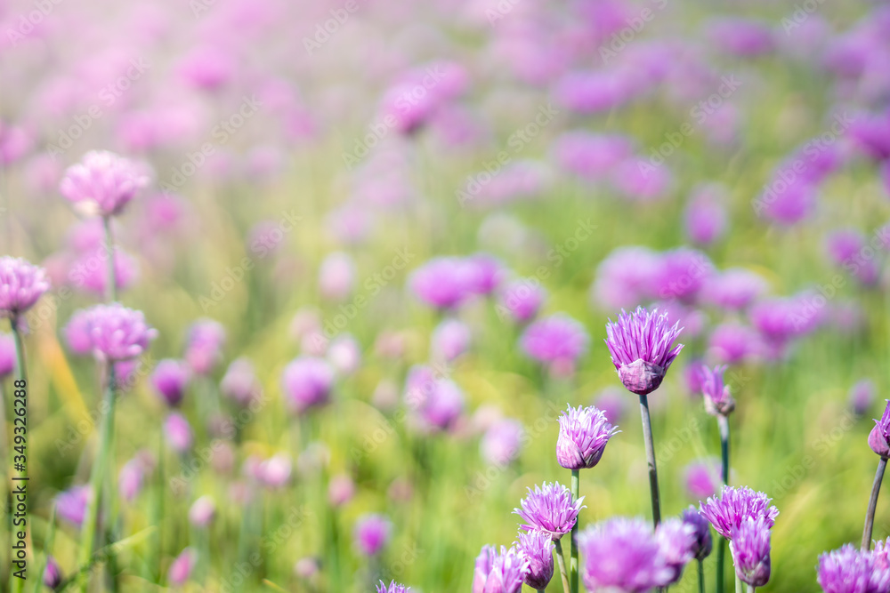 Obraz premium Fresh chive flowers in agriculture with space for text or logos