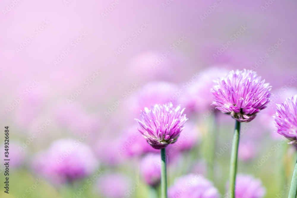 Fresh chive flowers in agriculture with space for text or logos Fresh chive flowers in agriculture with space for text or logos