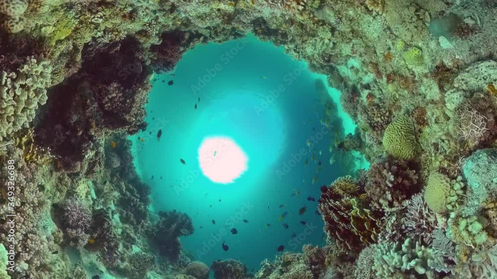 Beautiful underwater world with coral reef and tropical fishes. Panglao, Philippines. Travel vacation concept Beautiful underwater world with coral reef and tropical fishes. Panglao, Philippines. Travel vacation concept