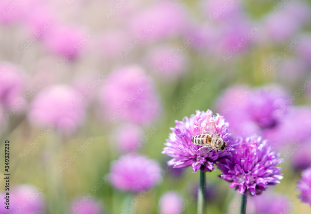 Fototapeta premium Fresh chive flowers in agriculture with space for text or logos
