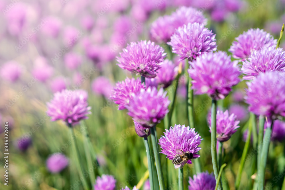 Fresh chive flowers in agriculture with space for text or logos Fresh chive flowers in agriculture with space for text or logos