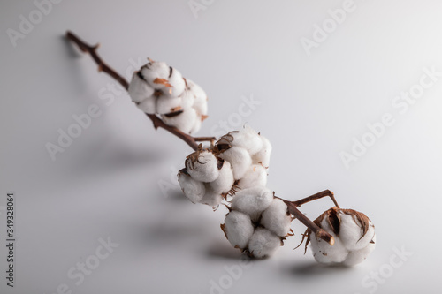 dry cotton branch on a white background