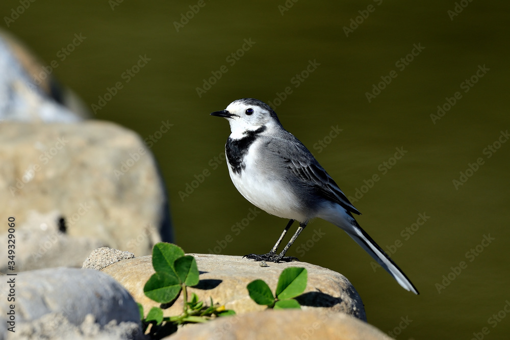 Obraz premium lavandera blanca el las piedras del estanque del parque (Motacilla alba) Marbella Andalucía España