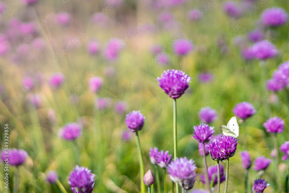 Fresh chive flowers in agriculture with space for text or logos