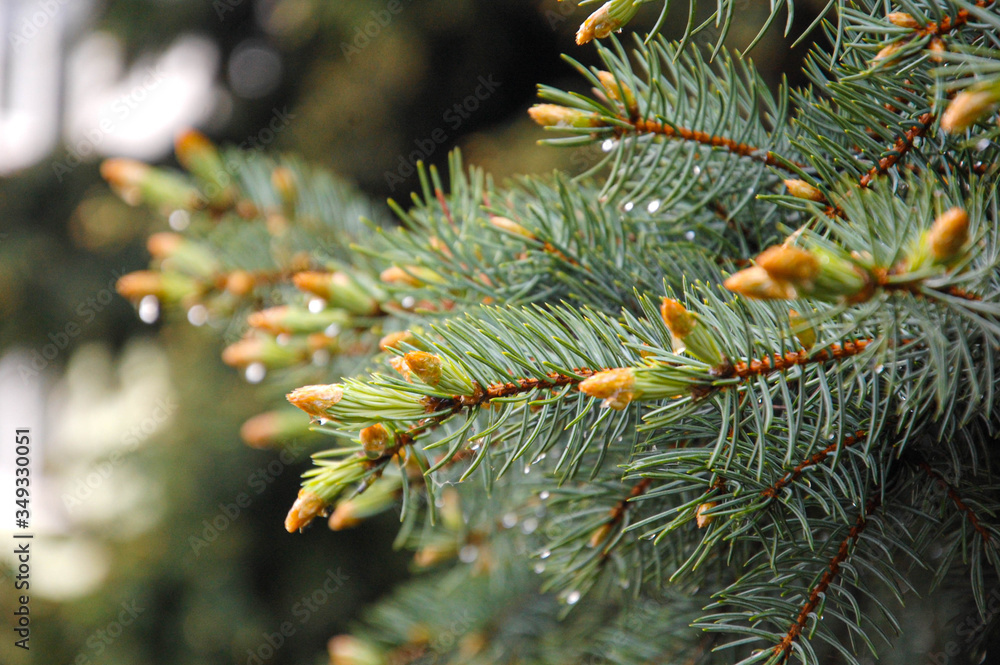 Picea, young needle after rain