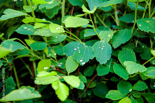 green leaves with raindrops, green background