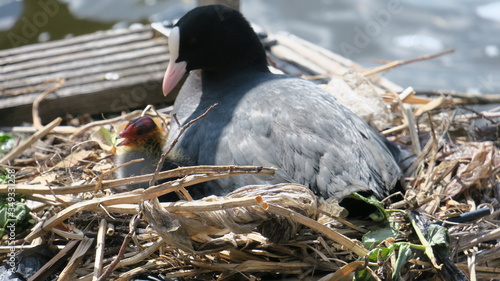 Blesshuhn mit Kücken 01