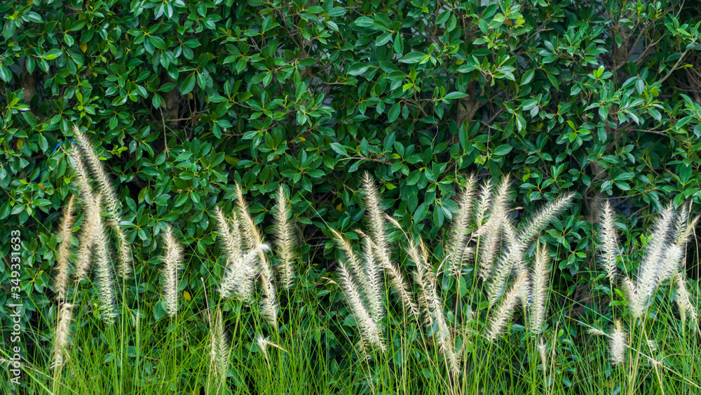 .Grass flowers and the atmosphere in the natural garden .Grass flowers and the atmosphere in the natural garden