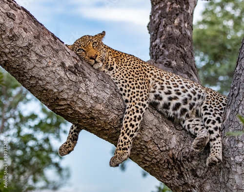 Leopard Relaxing in Tree © Ernest