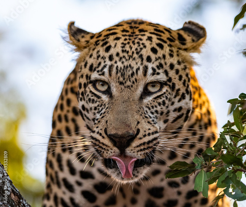 Big Male Leopard