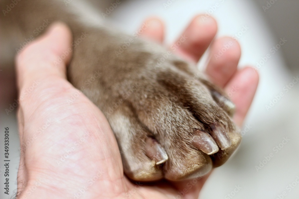 Pata de perro y mano humana Stock Photo | Adobe Stock