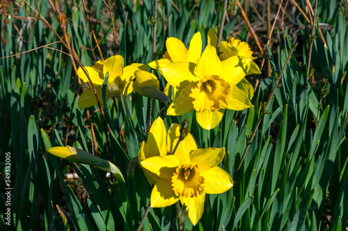 Fototapeta Naklejka Na Ścianę i Meble -  affodil Narcissus flowers spring flowering perennial plants of the amaryllis family, Amaryllidaceae Canada May
