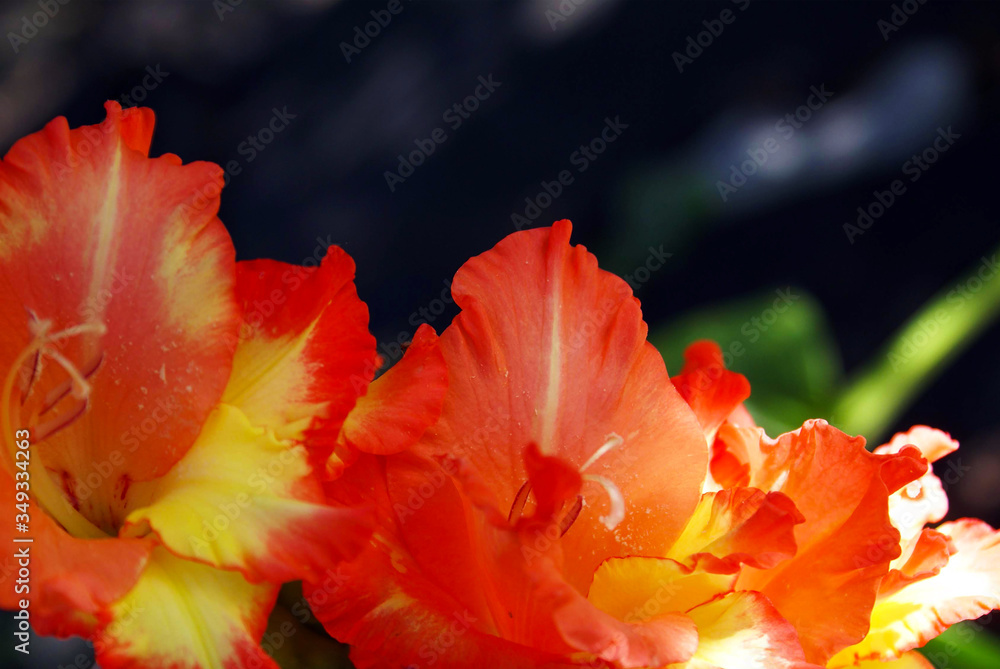 Fototapeta premium orange flower in a garden 1
