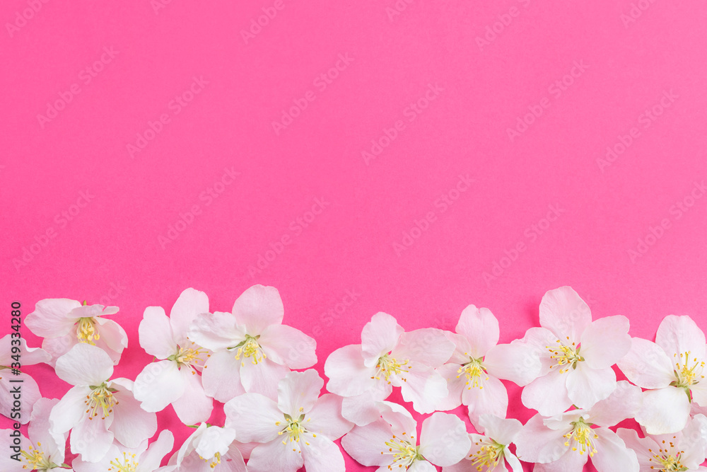 White flowers on a bright pink background. The concept of spring, summer, flowering, holiday, celebration. Image for banner, postcards. Copyspace.