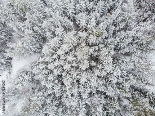 Evergreen forest in winter