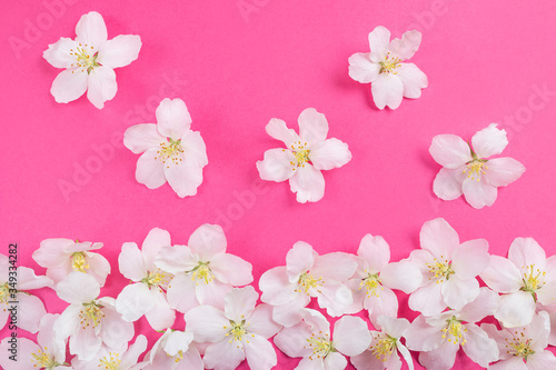 White flowers on a bright pink background. The concept of spring, summer, flowering, holiday, celebration. Image for banner, postcards. Copyspace.
