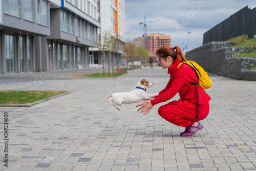 Clever puppy Jack Russell Terrier plays with the owner on the street. Pedigreed shorthair dog fun jump to the woman. Energetic pet in motion.