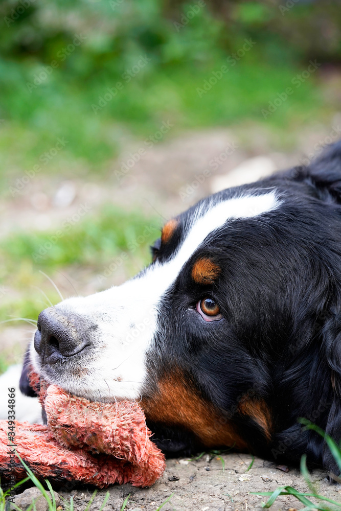 Portrait of Bernese Mountain Dog, red toy in his mouth, 