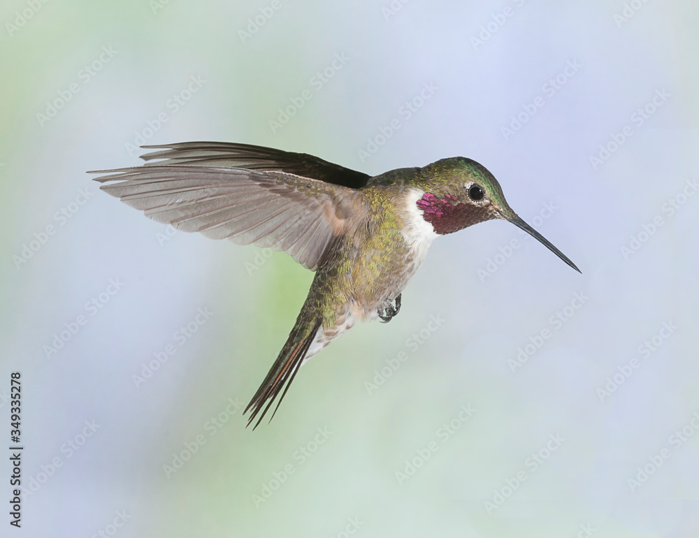 Fototapeta premium Broad-Tailed Hummingbird in Flight