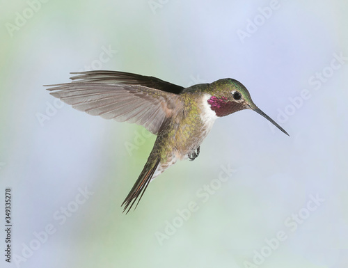 Broad-Tailed Hummingbird in Flight