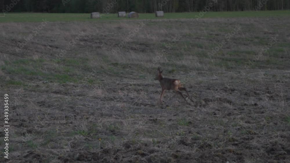 European roe deer (Capreolus capreolus) buck fleeing from meadow into forest