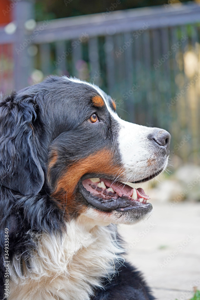 Profile portrait of Bernese Mountain Dog, the dog is alert, mouth open. 