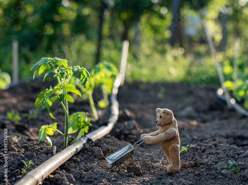 Fotografie Small teddy bear gardening - pushes a wheelbarrow